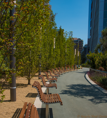 Salesforce Transit Center's 5.4 acre rooftop garden has 600 trees and 16,000 new plants in theme gardens. (Image: /A.N. Grove)