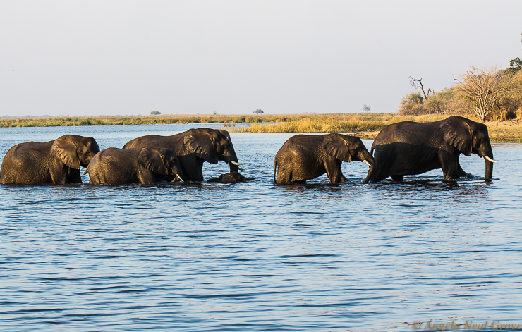 Botswana's Devastating Elephant Slaughter: Elephants crossing the Linyanti Delta in Botswana. When herds of elephants cross rivers and deltas they use their trunks as snorkels. Elephants are very buoyant and swim well. After a swim they often spray dust over themselves with their trunks. Photo/ A.N.Grove