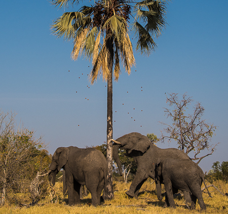 Botswana's Devastating Elephant Slaughter: Here elephants shake a date palm tree to dislodge dates - one of their favorite treats. The spread of palm trees correlates with the trails taken by elephants. /Photo A.N.Grove