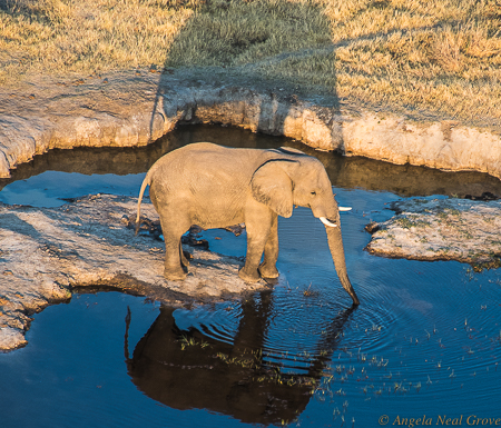 Botswanas Devastating elephant slaughter: Early morning in the Okavango Delta, Botswana : an elephant, a reflection and a shadow, photographed from a small 'copter./ A.N. GroveN.Grove