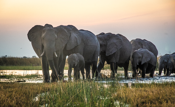 Botswana's tragic elephant slaughter