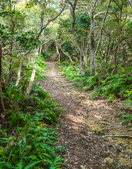 Japan Tip to Toe: An Extraordinary Odyssy: hiking in the camellia forests 