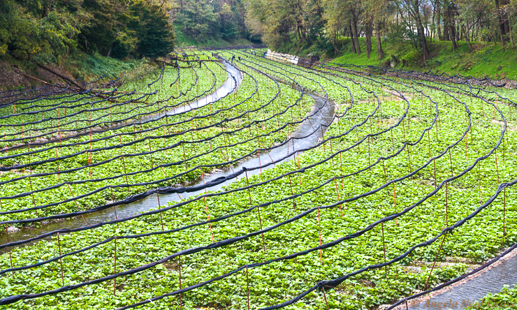 Japan Tip to Toe: An Extraordinary Odyssey: Fields growing Wasabi Image: A.N.Grove