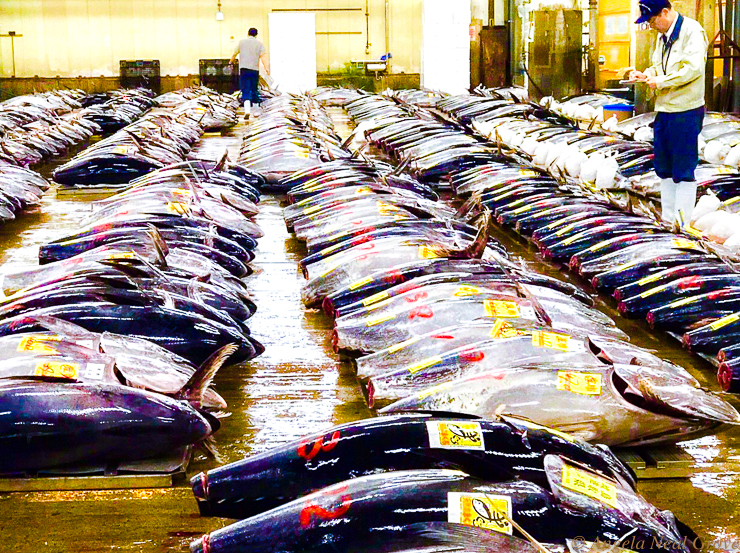 Tokyo Tsukiji Fish Market Going Going Gone...Tuna laid out for inspection by wholesalers before the auction