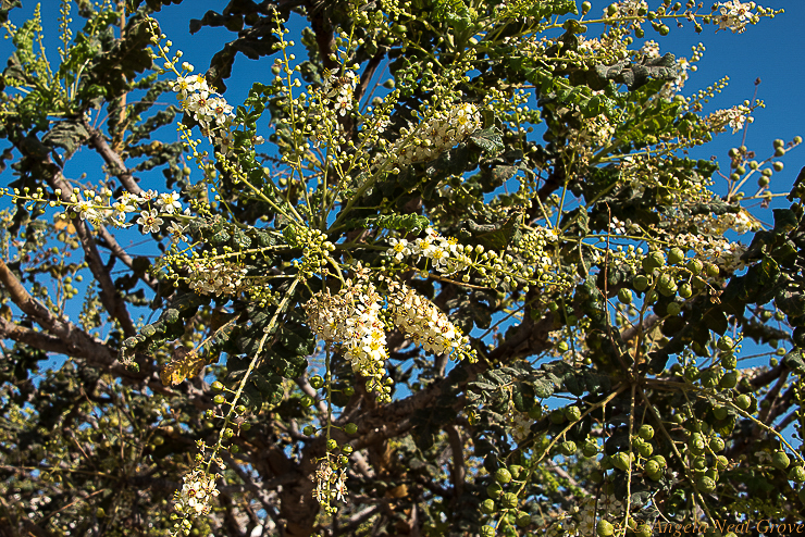 Fabulous Frankincense an Epic Story:Frankincense trees, Boswellia, in bloom in Southern Oman //Image: A.N.Grove