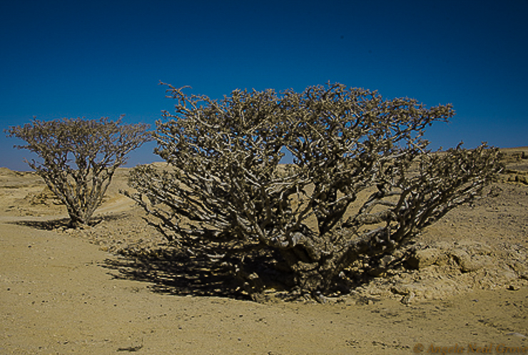 Fabulous Frankincense An Epic Story: Frankincense trees are more like stubby scrubby bushes which grow in the deserts of Oman, Yemen and Somalia.