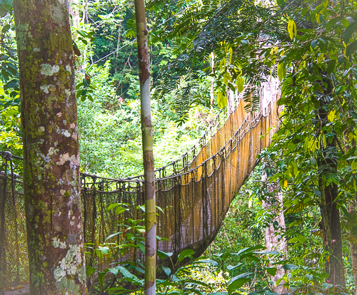 Amazon River Headwaters Adventure: Navigating the narrow bridges which are slung between trees in the canopy of the Forest. Photo: ANGROVE