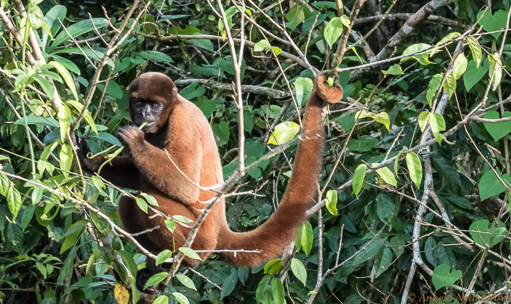 Amazon River Headwaters Adventure:
The area is full of wildlife including many species of monkeys. Photo: ANGROVE