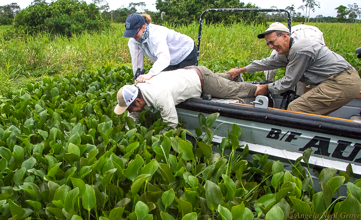 Amazon River Headwaters Adventure: Small flat bottomed skiffs cut through mats of water hyacinths and other weeds to get up close to flora and fauna.  Here the search is for a rare frog. Photo: ANGROVE