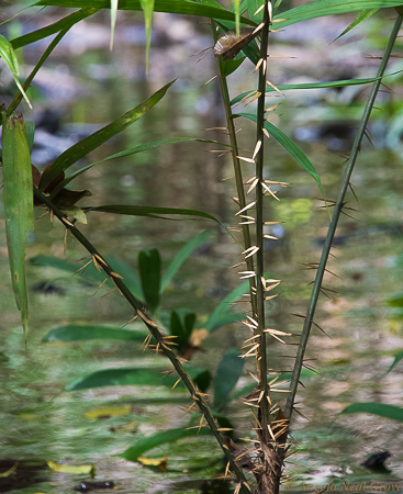 Amazon River Headwaters Adventure:
Many of the plants have natural defense, like thorns, against animals. Photo: ANGROVE