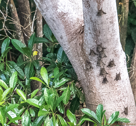 Amazon Live Adventure: Hanging out by the Amazon river,  are clusters of small bats clinging to a tree trunk.
Photo: ANGROVE