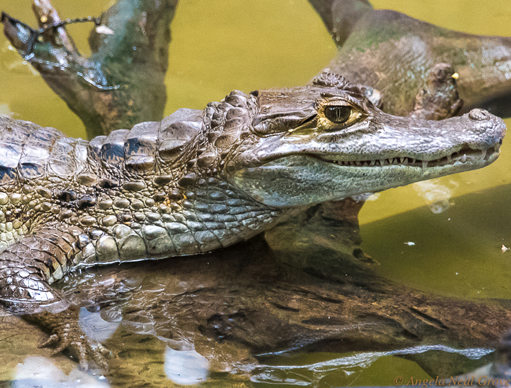 Amazon Live Adventure: Caimans, which are small alligators live on the banks of the rivers in the Amazon rainforest. They come out at nighttime. Their eyes literally glow in the dark.  Photo: ANGROVE