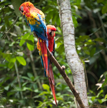 Amazon Live Adventure: There were lots of sightings of brilliant colored macaws and parrots in the tree tops.  I took this image at the end of the trip in a refuge.//Photo: ANGROVE