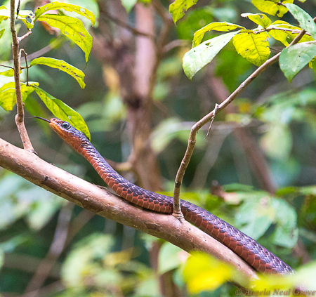 Amazon Live Adventure: Red snake on a branch by the Amazon River. Photo: ANGROVE