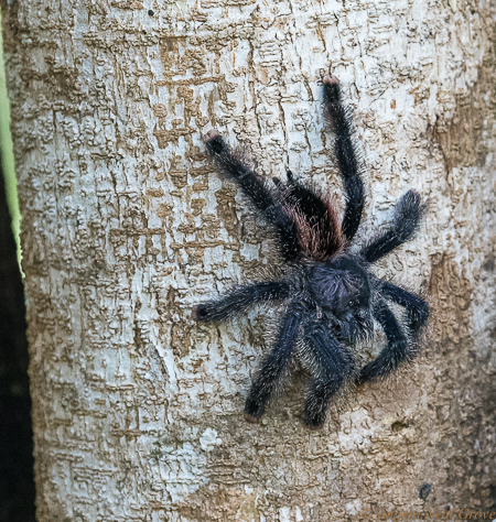 Amazon Live Adventure:  Tarantula clings to a tree trunk while I photographed from a distance. They mostly hide in holes in the ground during the day.//Photo: ANGROVE