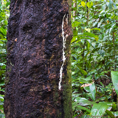 Amazon river Life: Latex spills down the side of a wild rubber tree in the Amazon jungle in Peru.  PHOTO;ANGROVE