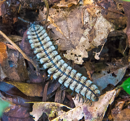 Amazon Live Adventure: This millipede caught my eye scurrying along through some leaves. They live on small insects.  Some varieties have bright orange legs. Photo: ANGROVE