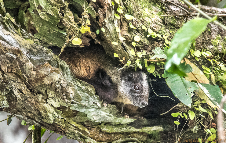 Amazon Live Adventure: Hidden in a tree on the river bank, but carefully watching was a small mammal called an Agouti which looked rather like a large guinea pig. Photo: ANGROVE