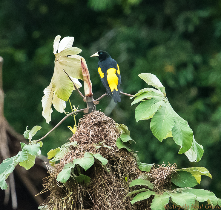 Amazon Live Adventure: There are 1500 species of birds in the Amazon Rainforest. Most of them are brightly colored and photogenic, like this Yellow-rumped Cacique with its blue eyes sitting on its best. :Photo: ANGROVE