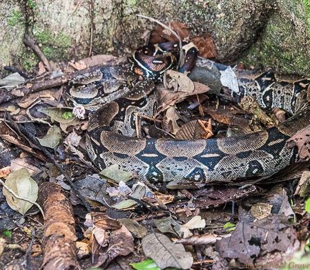 Amazon Live Adventure: Clearly it is important to have a good guide while exploring the forest. Here is a large Red Tailed Boa constrictor well camouflaged by some leaves. We saw it beside the trail.
Photo: ANGROVE