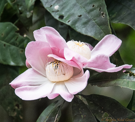 Amazon Live Adventure: This beautiful Gustavia bloom caught my eye, but there was an inesect in the center. // Photo: ANGROVE