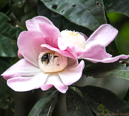 Amazon Live Adventure: As I watched a huge tropical carpenter bee emerged from among the stamens of this Gustavia blossom.  //Photo: ANGROVE