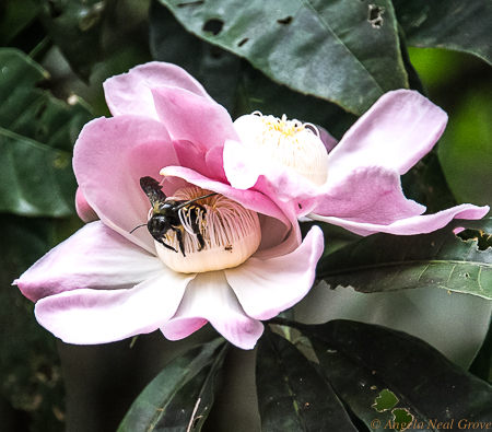 Amazon Live Adventure: Gustavia blossom with large carpenter bee pollinator.  //Photo: ANGROVE