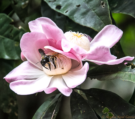 Earth Day 2019 Save the Species Theme: This carpenter bee has just pollinated a gustavia bloom on the banks of the Amazon, Peru.  PHOTO//A.N.Grove