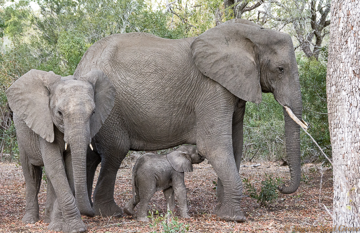 Earth Day 2019 Saving our Species Theme: The elephant population in Africa has been decimated. In 1930 there were 10 million wild elephants roaming the continent. Today there are just 415,000 according to the
 World Wildlife Fund. Currently 100 die each day. The math is devastating. Photo: A.N.Grove