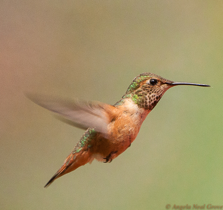 Earth Day 2029 Protect Our Species:California Humming bird. Another important pollinator. Though not specifically endangered climate change is affecting birds. PHOTO: ANGROVE