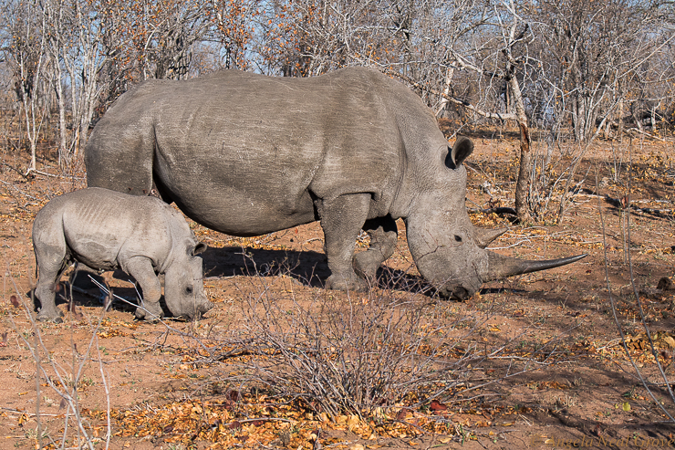 Mother and baby Rhino grazing peacefully. Rhino are targeted by poachers who can sell the long horns.  Buyers mistakenly believe the horn, which is made of keratin like fingernails, has important medicinal qualities. South Africa. PHOTO: ANGROVE