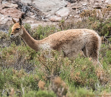 Earth Day 2019 Protect Our Species. Vicuna, Atacama Desert, Chile. Vicuna fur is very soft and is in demand for clothing. Because of this Vicuna are endangered but have responded to protection. PHOTO// ANGROVE