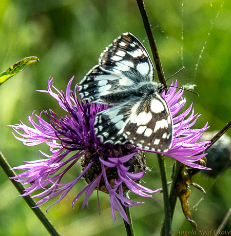 Earth Day 2019 Protect our Species: Butterflies are important pollinators. Here is one at work near Stonehenge, Salisbury, England. Photo: AN Grove