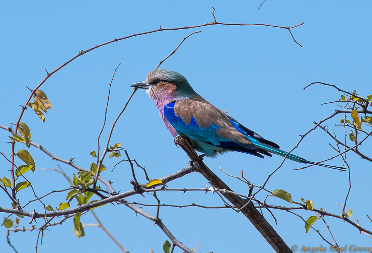 Earth Day 2019 Save our Species Theme. Lilac Breasted Roller, Botswana, Africa. One of the most beautiful birds I saw on safari. Photo: A.N.Grove