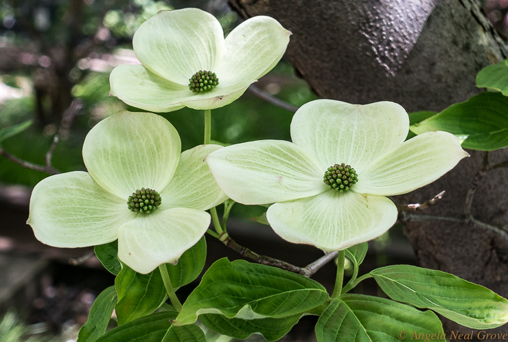 Manhattan Walking New Highlights: Dogwoods blooming on the High Line. It  is amazing to see how the trees, shrubs and flowers have flourished and grown over the last 10 years