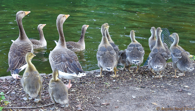 London Summer News and Views:  Geese with new fluffy family members watching the action in St. James Park, London. Photo//ANGrove