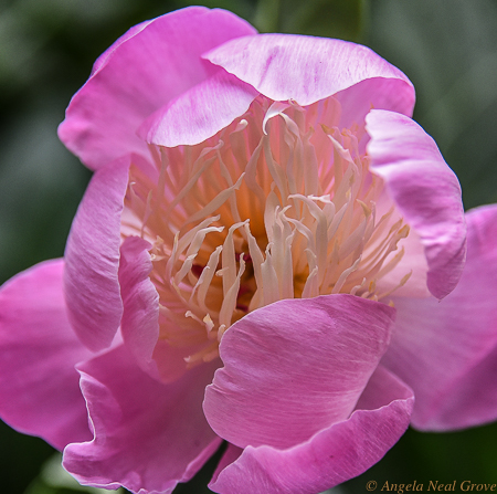 London Summer News and Views; Pink Peony iblossom n St. James park where flower beds were in full glorious color. //Photo:ANGrove