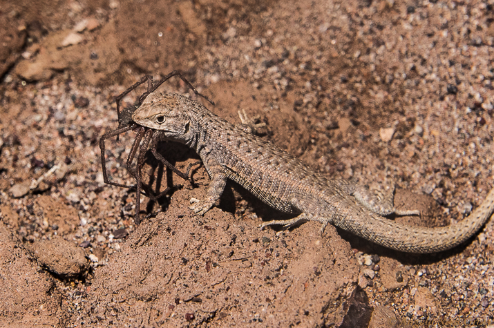 Otherworldly Atacama Desert. Lava Lizard snags a spider snack. There is little wild life in the arid desert. But when hiking I saw this lizard darting under a rock. When the guide lifted the rock we discovered it had a huge spider clenched in its jaws. PHOTO; ANGROVE