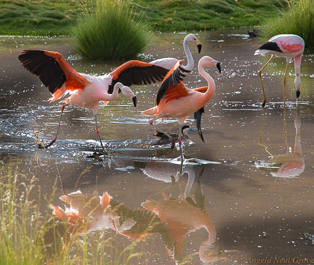 Otherworldly Atacama Desert. Flamingoes and waterfowl in the wetlands near the El Tatio Geyser field. PHOTO; ANGROVE