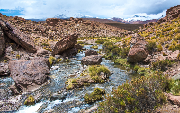 The Otherworldly Atacama Desert.The hike along the gurgling Rio Blanco river was one of the most beautiful hikes I have ever taken. With each turn there was a vista more beautiful than the last. The backdrop was of distant snow clad volcanoes. Viscacha, long tailed rabbits, vicuna and lizards were my companions. PHOTO; ANGROVE