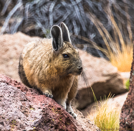 Otherworldly Atacama Desert.  Viscacha a chincilla-like long tailed rabbit which lives in the high altitude of the Atacama desert.PHOTO; ANGROVE