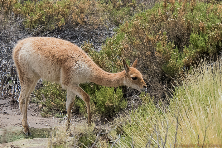 Otherworldly Atacama Desert. Vicuna munching on vegetation along the Rio Blanco Trail. PHOTO; ANGROVE