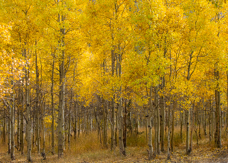 For the Beauty of the Earth: Aspen trees at Lundy Canyon, Mono County, California. Aspen roots spread underground creating orderly groves of trees.  In Autumn, as temperatures drop, the leaves become a vibrant  golden color. Photo: AN Grove