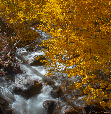 For the beauty of the earth: Water tumbling down Lundy Canyon, near Mammoth, California. The cascade with fringed with leaves of Aspen trees in full fall color. Photo: ANGrove