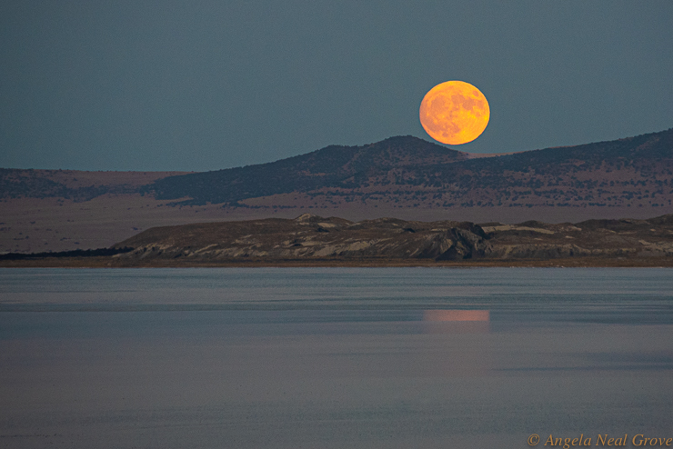 For The Beauty of the Earth:  After a full day of photographing this harvest moon rose just as we were driving around the perimeter of Mono Lake, towards Lee Vining town.  It was both surreal and breathtaking creating a golden path across the water of the lake. Photo: ANGrove