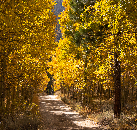 For the Beauty of the Earth: Lundy Canyon.  Aspens here were as beautiful as I have ever seen them. Man and dog at end of path.