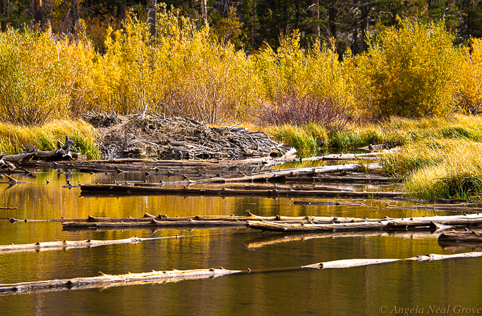 For The Beauty of the Earth   Beaver Lodge and reflections on a bank of willows