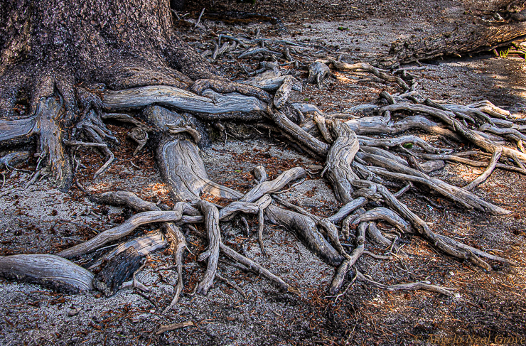 For the Beauty of the Earth: Trees roots intertwined by the shores of a lake in Devils Post Pile National Park, Mammoth, California. This is mother nature's intricate art. Photo: AN Grove