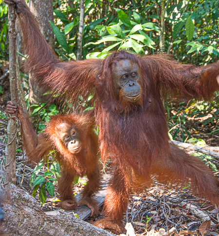 Decade Highlights: 2014 Borneo. I traveled extensively in Indonesia, visiting Java, Sarawak,and eventually Borneo. This was the highlight. Seeing orangutans in the wild, visiting the orphanages and learning about the destruction of their habit was bittersweet.  PHOTO ANGROVE