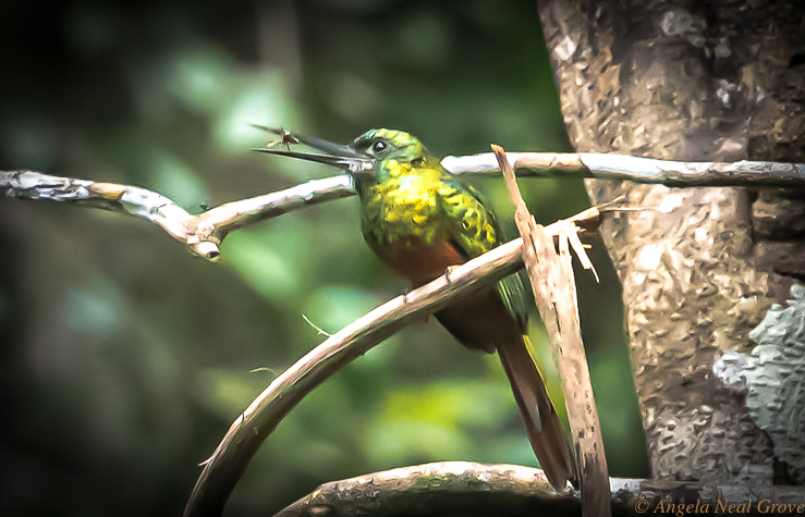 Decade Highlights:  2019 Hummingbird in the headwaters of the Amazon, Peru.  PHOTO ANGROVE